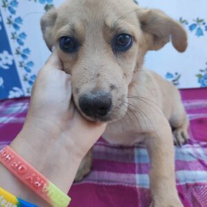 LOTTIE - auf Pflegestelle in PLZ 2 vermittelt