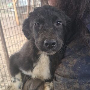 NAKOMA - reserviert Alexandra - vermittelt