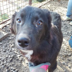 NICK - reserviert für Tierhilfe Lebenswert - vermittelt