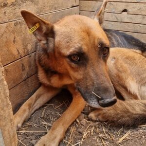 BRADY - komplett abgemagert - vermittelt Manuela