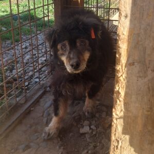 MURRAY - Omi mit Hautproblemen; sollte zeitnah ausreisen - reserviert IH DR 12.11. - vermittelt