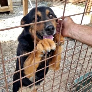 RAIKA - reserviert für Tierhilfe Lebenswert - vermittelt