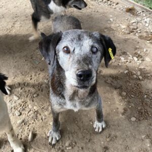 ODIE - linkes Auge blind - auf Gnadenplatz-PS in PLZ 5 ausgereist