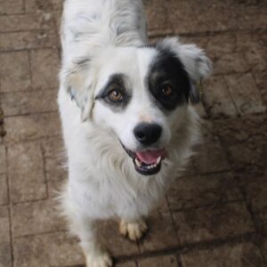 YONDU - vermittelt LS