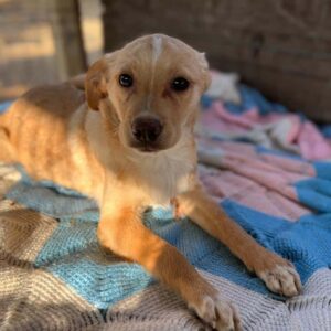 SHORTY - reserviert Vierbeiner in Not - vermittelt