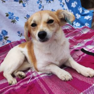 DOROTHEA - reserviert PVA vermittelt