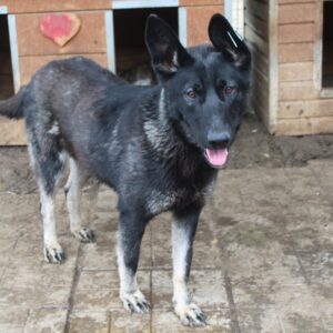 LIEKE - vermittelt Betty