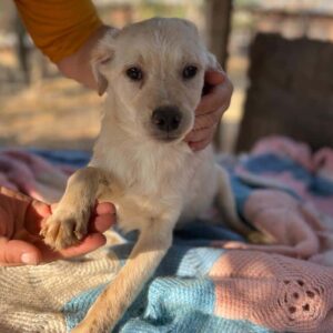 DANKO - reserviert Vierbeiner in Not - vermittelt