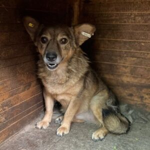 ANUSHA - gestresste Seniorin - dringend erfahrener Platz gesucht - vermittelt Manuela