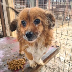 LINOSH - reserviert TINO - vermittelt