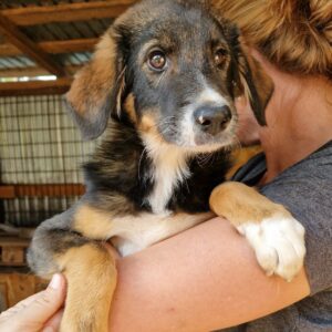 NATSCHO - reserviert IH DR 13.10. - vermittelt