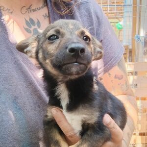 PEPPY - reserviert Mihaela DR - vermittelt