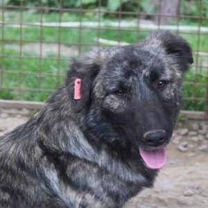 PATSCHA - ausgereist zum TST Rösrath