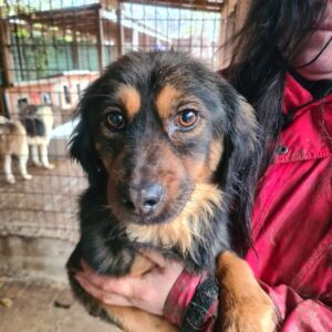 CARLISLE - reserviert TST Rösrath - vermittelt