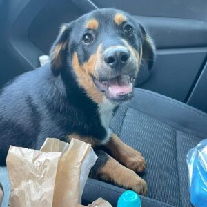 DODI - reserviert TH Wannigsmühle vermittelt