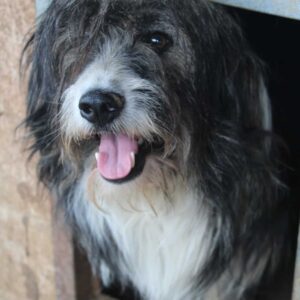 HEAVEN (♂) - vermittelt MH