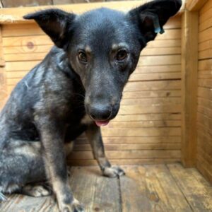 RUBBI (♀) - vermisst 11/24