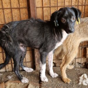 KEENA - sehr dünn - ausgereist zu TINO (clinic Garofita)