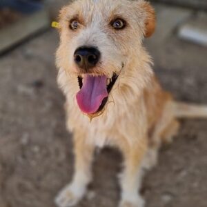 SVANA - zu dünn - ausgereist zum TST Rösrath