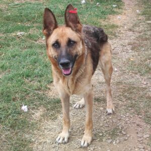 CADDIE - schwache Hinterhand - ausgereist zum Kinder- und Tierschutzhof Hahnenberg