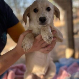 JONNY - reserviert Vergessene Pfoten Stuttgart - vermittelt