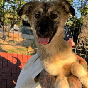 ELHANA - vermisst 11/24