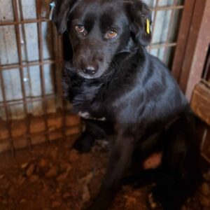 KEELAND (♂) – vermisst 11/24