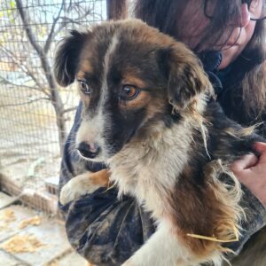 NOCCIOLA - reserviert NadineH - vermittelt