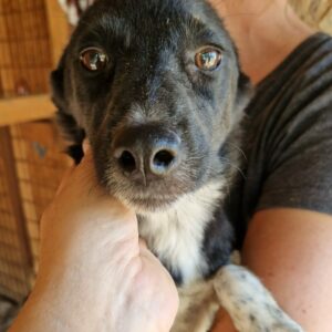 SYLLA - sollte zeitnah ausreisen - reserviert für Tierhilfe Lebenswert - vermittelt