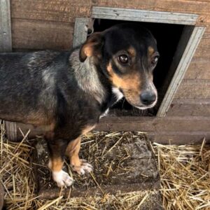 BONY - reserviert TH Filderstadt - vermittelt