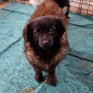 YUKA - offene Schwanzspitze - ausgereist zum TH Tuttlingen