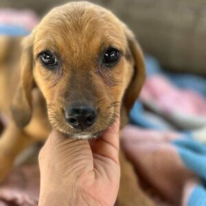 TAROU - *vermittelt*