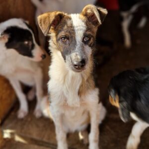 CUPRO - sollte zeitnah ausreisen - reserviert TINO - vermittelt