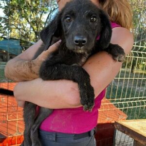 LIVI - auf PDR PS im PLZ Bezirk 69 - vermittelt