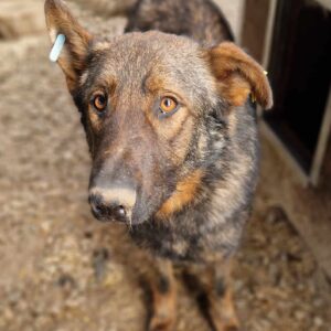AURIN - verzweifelt unter dem Eingesperrtsein - ausgereist zur Hilfe für Herdenschutzhunde