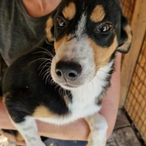 ILYAS - Notfall: rechtes Hinterbein defekt - auf Pflegestelle in PLZ 7 - vermittelt