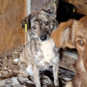 SOMARA - vermittelt NH