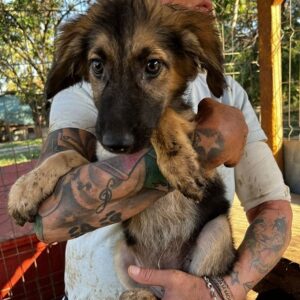 TAPPI - ausgereist zur Hundescheune Fläming