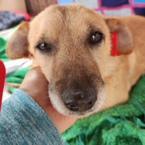 HADES - auf Pflegestelle in PLZ 1 vermittelt