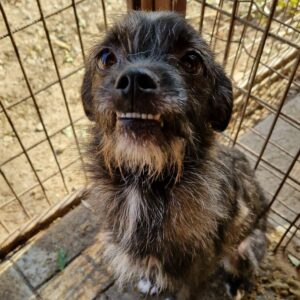 MALLIEN - reserviert PVA vermittelt