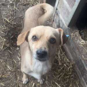 DOMINIQUE - auf PDR PS im PLZ Bezirk 40 - vermittelt