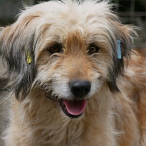 FRIZA - vermittelt NadineH