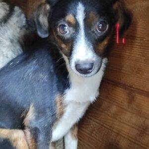 JUICY - reserviert TINO vermittelt