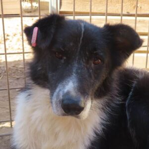 FLY - vermisst 04/2023