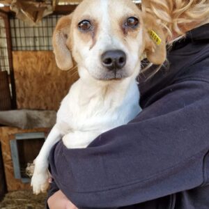 DANI - reserviert TINO vermittelt