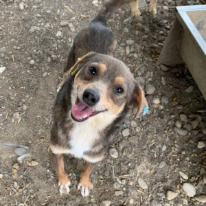 QUIRLIE - reserviert Alexandra vermittelt