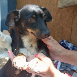 CHICA - ausgereist zu 4animals