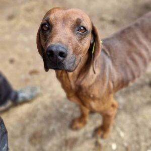 ALEYNA - Notfall - komplett abgemagert! - reserviert für Tierhilfe Lebenswert - vermittelt