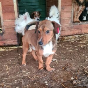 FIPS - auf Pflegestelle in PLZ 40 *vermittelt*