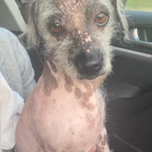 JOSCHY - reserviert Sasi vermittelt